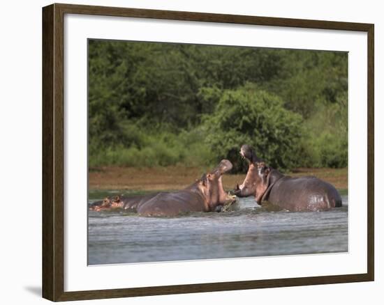 Hippos Fighting in Kruger National Park, Mpumalanga, South Africa-Ann & Steve Toon-Framed Photographic Print