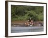 Hippos Fighting in Kruger National Park, Mpumalanga, South Africa-Ann & Steve Toon-Framed Photographic Print
