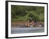 Hippos Fighting in Kruger National Park, Mpumalanga, South Africa-Ann & Steve Toon-Framed Photographic Print