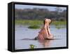 Hippos (Hippopotamus Amphibius), Lake Naivasha, Nakuru County, Kenya-Ivan Vdovin-Framed Stretched Canvas