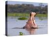 Hippos (Hippopotamus Amphibius), Lake Naivasha, Nakuru County, Kenya-Ivan Vdovin-Stretched Canvas