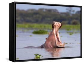 Hippos (Hippopotamus Amphibius), Lake Naivasha, Nakuru County, Kenya-Ivan Vdovin-Framed Stretched Canvas