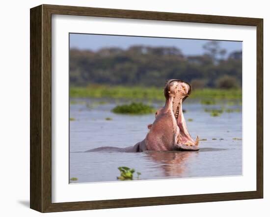 Hippos (Hippopotamus Amphibius), Lake Naivasha, Nakuru County, Kenya-Ivan Vdovin-Framed Photographic Print