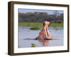 Hippos (Hippopotamus Amphibius), Lake Naivasha, Nakuru County, Kenya-Ivan Vdovin-Framed Photographic Print