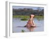 Hippos (Hippopotamus Amphibius), Lake Naivasha, Nakuru County, Kenya-Ivan Vdovin-Framed Photographic Print