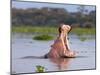 Hippos (Hippopotamus Amphibius), Lake Naivasha, Nakuru County, Kenya-Ivan Vdovin-Mounted Photographic Print