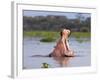 Hippos (Hippopotamus Amphibius), Lake Naivasha, Nakuru County, Kenya-Ivan Vdovin-Framed Photographic Print