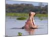 Hippos (Hippopotamus Amphibius), Lake Naivasha, Nakuru County, Kenya-Ivan Vdovin-Mounted Photographic Print