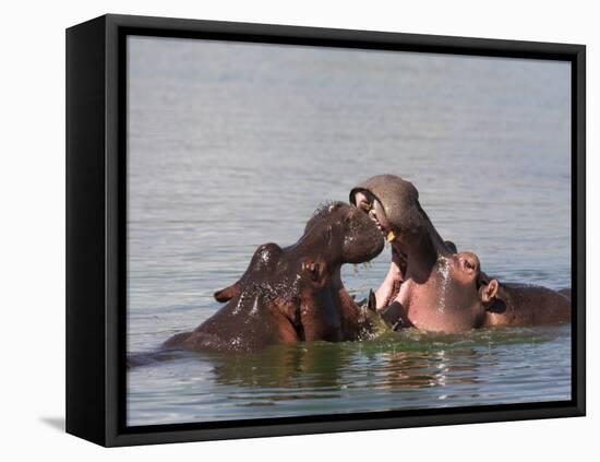 Hippos, Hippopotamus Amphibius, Playfighting in Kruger National Park, Mpumalanga, South Africa-Steve & Ann Toon-Framed Stretched Canvas