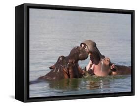 Hippos, Hippopotamus Amphibius, Playfighting in Kruger National Park, Mpumalanga, South Africa-Steve & Ann Toon-Framed Stretched Canvas