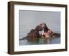 Hippos, Hippopotamus Amphibius, Playfighting in Kruger National Park, Mpumalanga, South Africa-Steve & Ann Toon-Framed Photographic Print