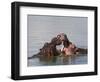 Hippos, Hippopotamus Amphibius, Playfighting in Kruger National Park, Mpumalanga, South Africa-Steve & Ann Toon-Framed Photographic Print