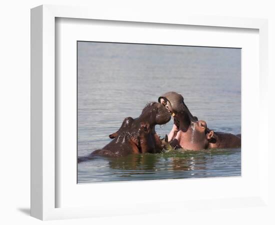 Hippos, Hippopotamus Amphibius, Playfighting in Kruger National Park, Mpumalanga, South Africa-Steve & Ann Toon-Framed Photographic Print