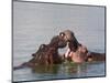 Hippos, Hippopotamus Amphibius, Playfighting in Kruger National Park, Mpumalanga, South Africa-Steve & Ann Toon-Mounted Photographic Print