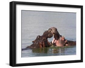 Hippos, Hippopotamus Amphibius, Playfighting in Kruger National Park, Mpumalanga, South Africa-Steve & Ann Toon-Framed Photographic Print