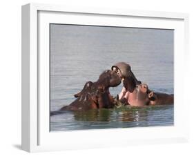 Hippos, Hippopotamus Amphibius, Playfighting in Kruger National Park, Mpumalanga, South Africa-Steve & Ann Toon-Framed Photographic Print