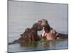 Hippos, Hippopotamus Amphibius, Playfighting in Kruger National Park, Mpumalanga, South Africa-Steve & Ann Toon-Mounted Photographic Print