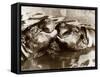 Hippos Kissing, 1965-null-Framed Stretched Canvas