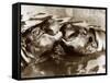 Hippos Kissing, 1965-null-Framed Stretched Canvas