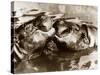 Hippos Kissing, 1965-null-Stretched Canvas