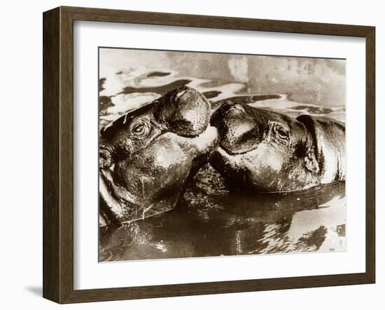 Hippos Kissing, 1965-null-Framed Premium Photographic Print