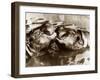 Hippos Kissing, 1965-null-Framed Premium Photographic Print