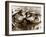 Hippos Kissing, 1965-null-Framed Premium Photographic Print