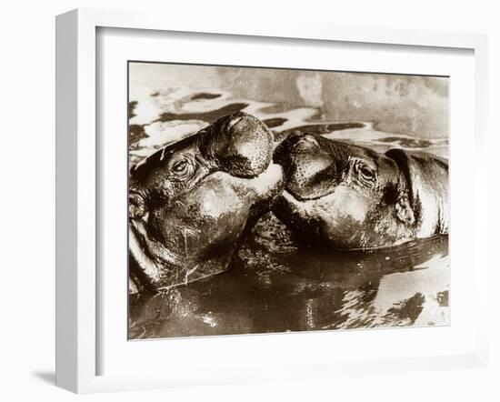 Hippos Kissing, 1965-null-Framed Premium Photographic Print