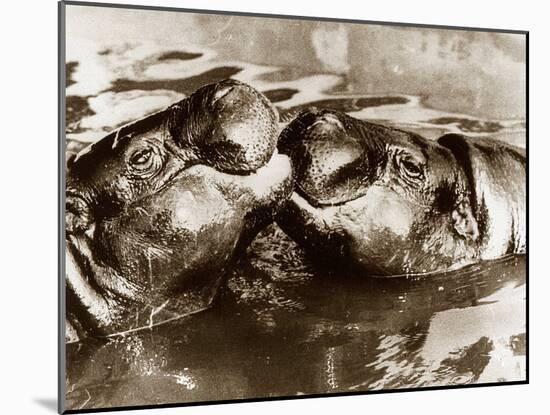 Hippos Kissing, 1965-null-Mounted Premium Photographic Print