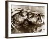 Hippos Kissing, 1965-null-Framed Photographic Print