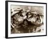 Hippos Kissing, 1965-null-Framed Photographic Print