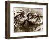 Hippos Kissing, 1965-null-Framed Photographic Print