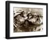 Hippos Kissing, 1965-null-Framed Photographic Print