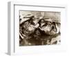 Hippos Kissing, 1965-null-Framed Photographic Print