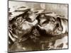 Hippos Kissing, 1965-null-Mounted Photographic Print