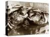 Hippos Kissing, 1965-null-Stretched Canvas