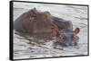 Hippos Swim Beside Each Other, Ngorongoro Conservation Area, Tanzania-James Heupel-Framed Stretched Canvas