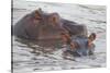 Hippos Swim Beside Each Other, Ngorongoro Conservation Area, Tanzania-James Heupel-Stretched Canvas