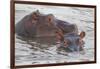 Hippos Swim Beside Each Other, Ngorongoro Conservation Area, Tanzania-James Heupel-Framed Photographic Print