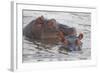 Hippos Swim Beside Each Other, Ngorongoro Conservation Area, Tanzania-James Heupel-Framed Photographic Print