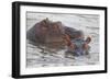 Hippos Swim Beside Each Other, Ngorongoro Conservation Area, Tanzania-James Heupel-Framed Photographic Print