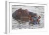 Hippos Swim Beside Each Other, Ngorongoro Conservation Area, Tanzania-James Heupel-Framed Photographic Print