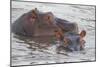 Hippos Swim Beside Each Other, Ngorongoro Conservation Area, Tanzania-James Heupel-Mounted Photographic Print