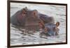 Hippos Swim Beside Each Other, Ngorongoro Conservation Area, Tanzania-James Heupel-Framed Premium Photographic Print