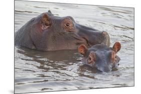 Hippos Swim Beside Each Other, Ngorongoro Conservation Area, Tanzania-James Heupel-Mounted Premium Photographic Print