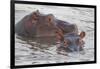 Hippos Swim Beside Each Other, Ngorongoro Conservation Area, Tanzania-James Heupel-Framed Premium Photographic Print