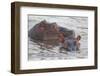 Hippos Swim Beside Each Other, Ngorongoro Conservation Area, Tanzania-James Heupel-Framed Photographic Print