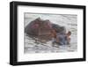 Hippos Swim Beside Each Other, Ngorongoro Conservation Area, Tanzania-James Heupel-Framed Photographic Print