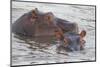 Hippos Swim Beside Each Other, Ngorongoro Conservation Area, Tanzania-James Heupel-Mounted Photographic Print