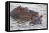 Hippos Swim Beside Each Other, Ngorongoro Conservation Area, Tanzania-James Heupel-Framed Stretched Canvas